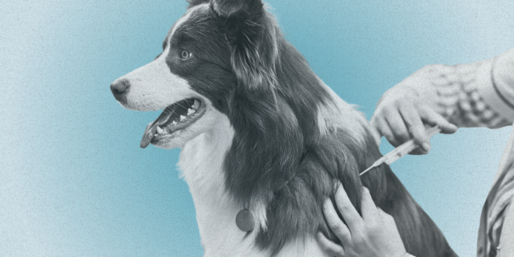 This is Why Fewer Individuals Are Vaccinating Their Pets