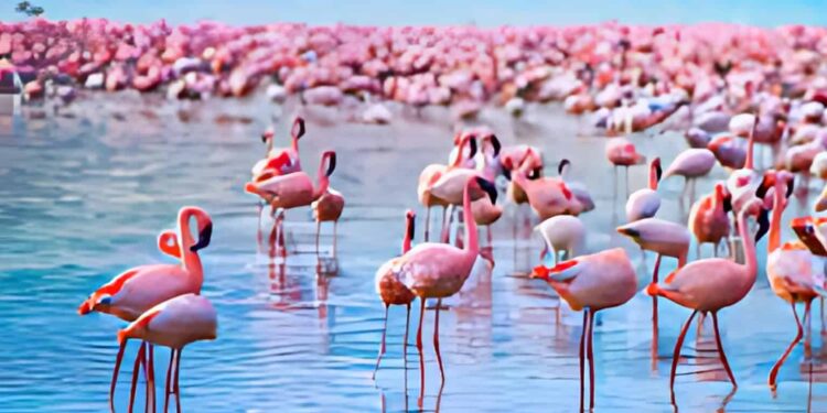 Easy methods to Plan the Excellent Day Journey to Lake Nakuru