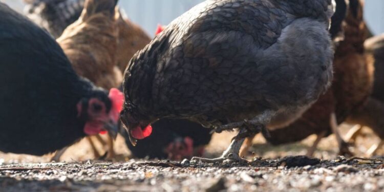 Fowl flu surges amongst poultry amid a scaled again federal response : Pictures