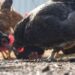 Fowl flu surges amongst poultry amid a scaled again federal response : Pictures