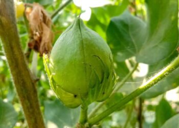 Cotton Fade Decrease into the Weekend