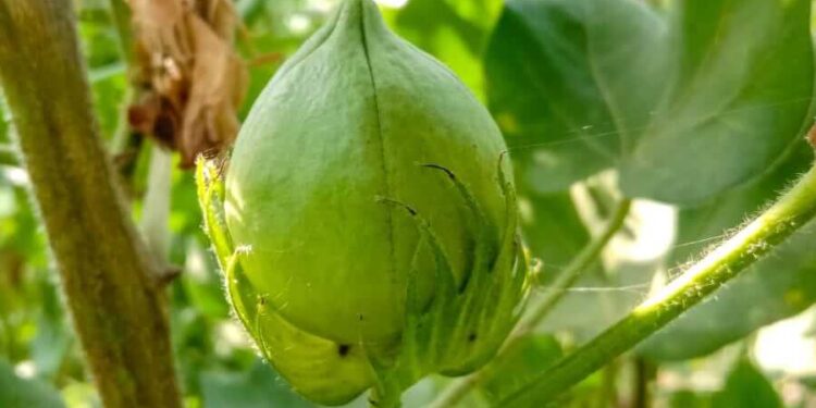 Cotton Fade Decrease into the Weekend