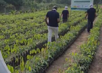 ‘No birds, no wildlife’: Nithin Kamath’s case for native timber in India’s rewilding efforts