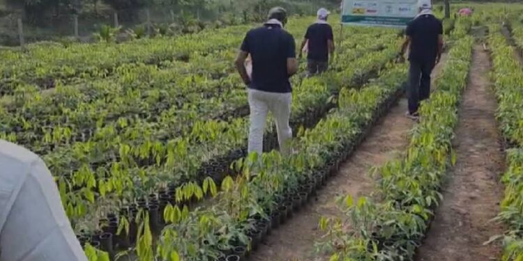 ‘No birds, no wildlife’: Nithin Kamath’s case for native timber in India’s rewilding efforts