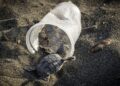 How A lot Plastic Kills a Sea Turtle?
