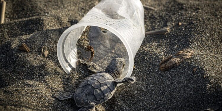 How A lot Plastic Kills a Sea Turtle?