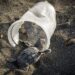 How A lot Plastic Kills a Sea Turtle?