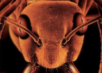 GLASS TRAP Fred Olen Ray’s ants film! Free on-line