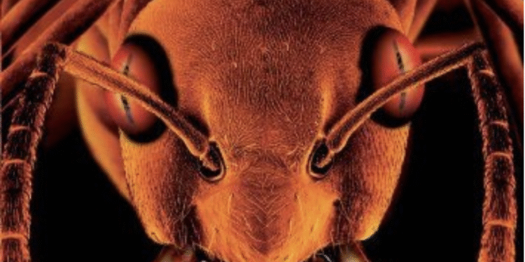 GLASS TRAP Fred Olen Ray’s ants film! Free on-line