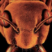 GLASS TRAP Fred Olen Ray’s ants film! Free on-line