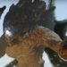Monster Island – MOVIES & MANIA %