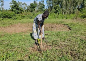 Farmers Earn Whereas Reviving Native Forests By way of a Blockchain-Powered App — World Points