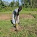Farmers Earn Whereas Reviving Native Forests By way of a Blockchain-Powered App — World Points