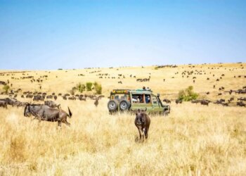 5 Kenyan Safaris You Ought to Attempt