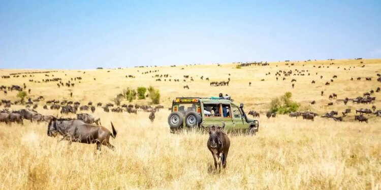5 Kenyan Safaris You Ought to Attempt