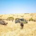 5 Kenyan Safaris You Ought to Attempt