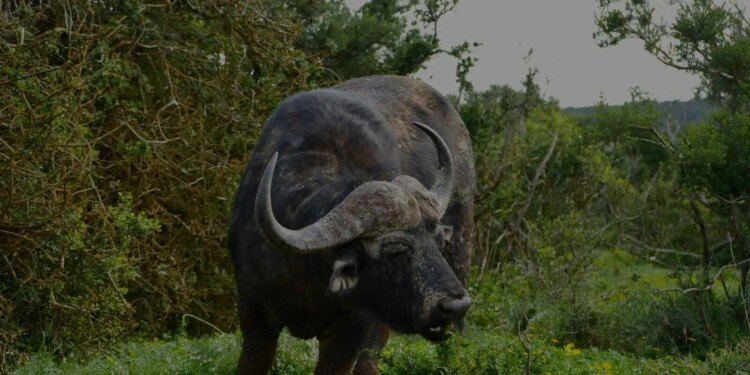 Tsavo East vs Tsavo West Nationwide Park: Which One Ought to You Go to?