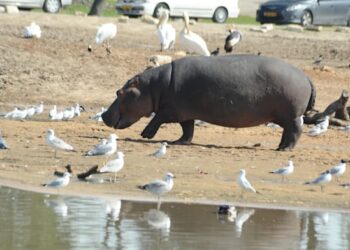 Houses to switch hippos: Ramat Gan Safari Park to maneuver