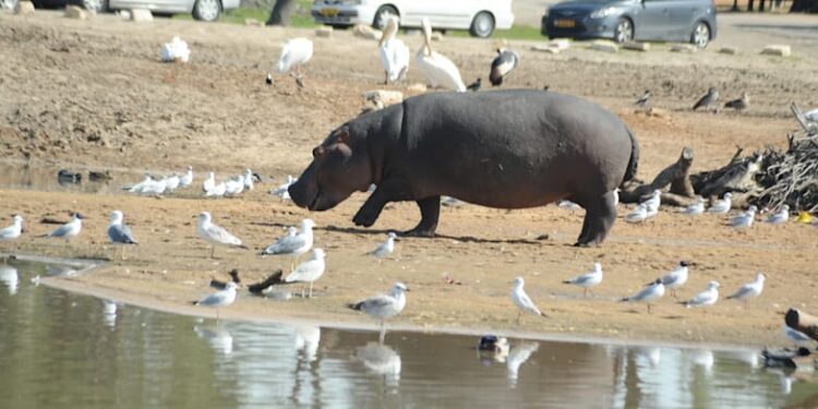 Houses to switch hippos: Ramat Gan Safari Park to maneuver