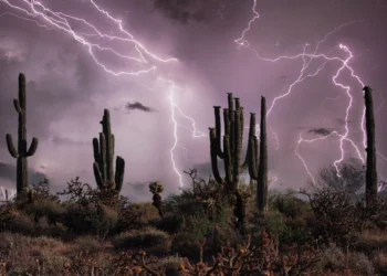 Trump Republicans again Arizona adult-use hashish gross sales repeal