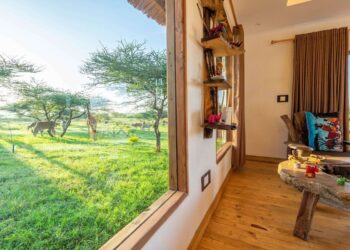 Serval Wildlife: Essentially the most distinctive safari park journey – get nearer than you ever imagined