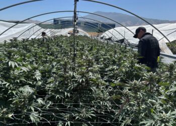 File quantity of illicit California hashish seized in 2025