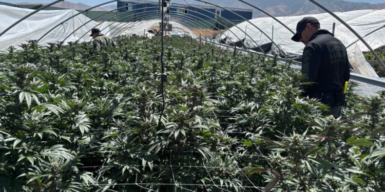 File quantity of illicit California hashish seized in 2025