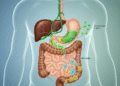 Past the Gallbladder: Understanding the Vital Function of Bile in Human Digestion
