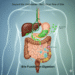 Past the Gallbladder: Understanding the Vital Function of Bile in Human Digestion
