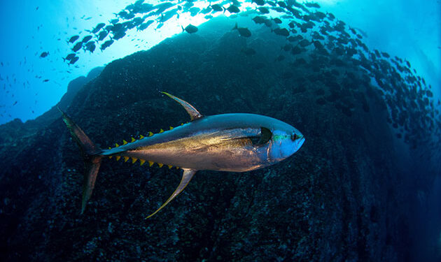 Defending Africa’s Ocean Future and Why a Precautionary Pause on Deep-sea Mining Issues — World Points