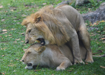 Wild Love | Way of life Media Group