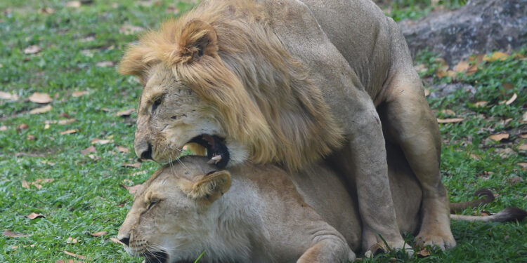 Wild Love | Way of life Media Group