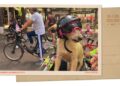Helmeted canine on bike in Mexico Metropolis : NPR