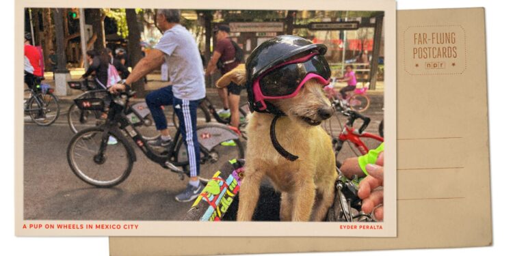 Helmeted canine on bike in Mexico Metropolis : NPR