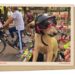 Helmeted canine on bike in Mexico Metropolis : NPR