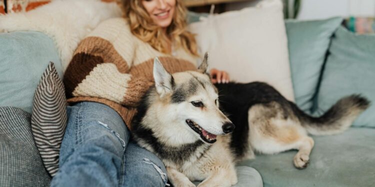 How you can Hold Your House Snug and Pest-Free 12 months Spherical