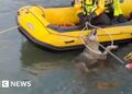 Second wolf rescued from canal in northern Italy