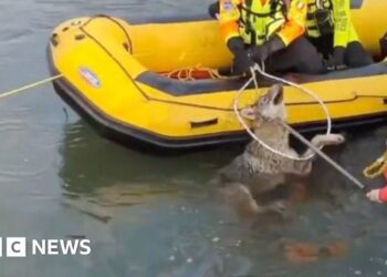 Second wolf rescued from canal in northern Italy