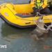 Second wolf rescued from canal in northern Italy