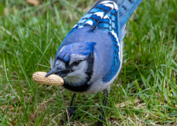 What to Feed Yard Birds: A Species-by-Species Information