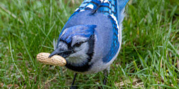 What to Feed Yard Birds: A Species-by-Species Information
