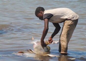 How Baby Labour Persists Alongside Zanzibar’s Blue Economic system — International Points