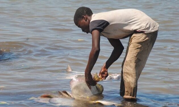 How Baby Labour Persists Alongside Zanzibar’s Blue Economic system — International Points