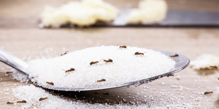 The best way to Get Rid of Ants Naturally