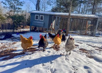 Life on the Farm – March 2026