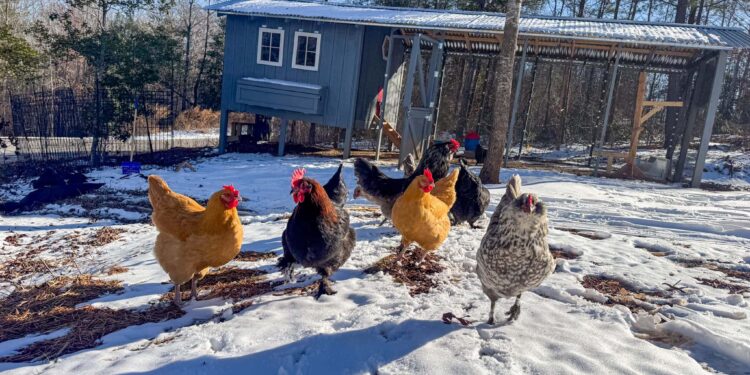 Life on the Farm – March 2026