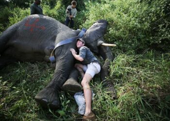 Nations pledge $3.9bn to World Setting Facility as Race to Meet 2030 Targets Tightens — World Points