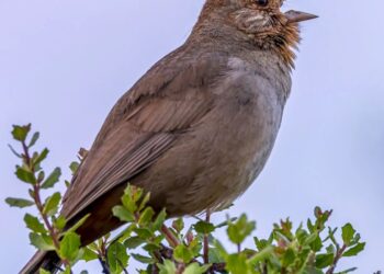 The Obtain: turning down human noise, and LA’s beautiful subway improve