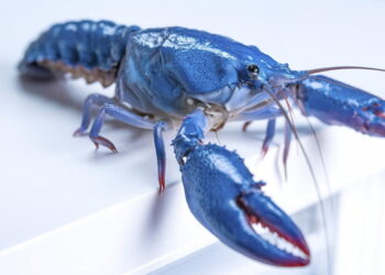 OpenClaw provides customers but another excuse to be freaked out about safety