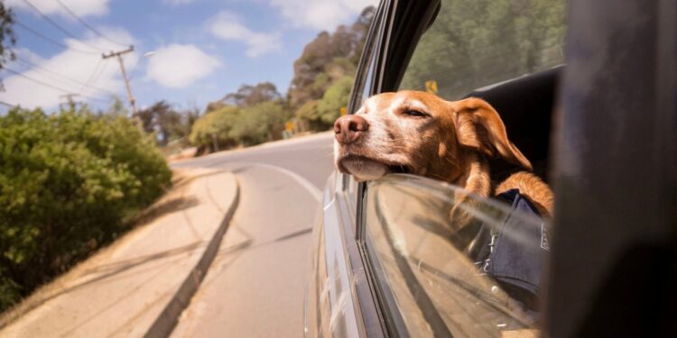 Have a Enjoyable Weekend. | Cup of Jo